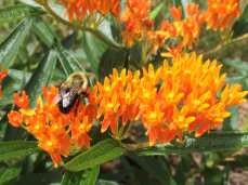 Butterfly Weed - Asclepias tuberosa 3