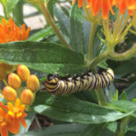 Butterfly Weed - Asclepias tuberosa 4