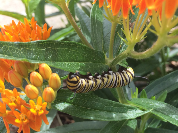 Butterfly Weed - Asclepias tuberosa 4