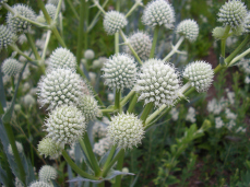 Rattlesnake Master - Eryngium yuccifolium 3