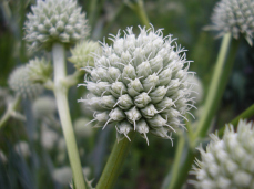 Rattlesnake Master - Eryngium yuccifolium 4