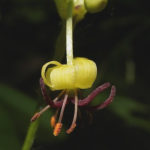 Indian Cucumber-root - Medeola virginiana 2