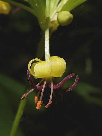 Indian Cucumber-root - Medeola virginiana 2