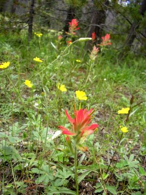 Indian Paintbrush - Castilleja coccinea