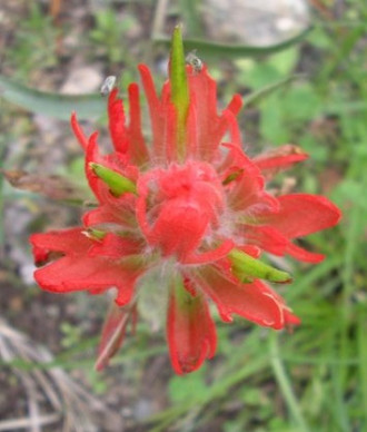 Indian Paintbrush - Castilleja coccinea 1