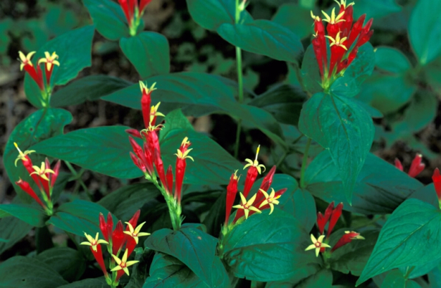 Indian Pink, Woodland Pink Root - Spigelia marilandica 1