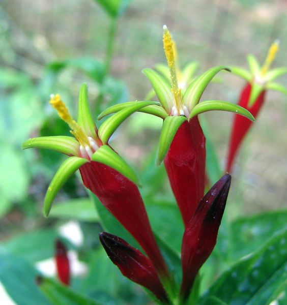 Indian Pink, Woodland Pink Root - Spigelia marilandica