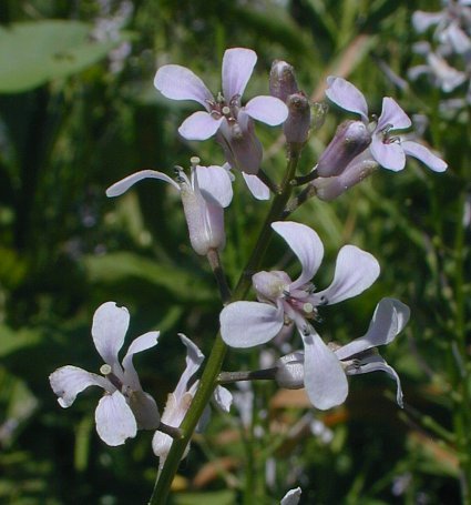 Purple Rocket - Iodanthus pinnatifidus