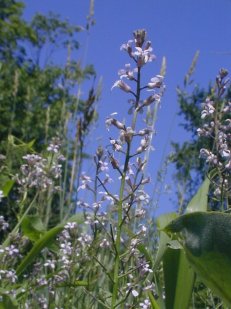 Purple Rocket - Iodanthus pinnatifidus 3