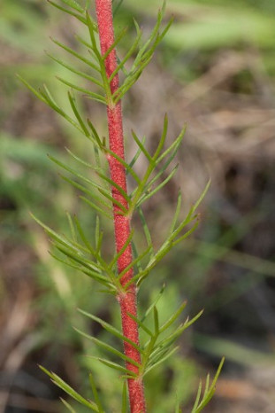 Standing Cypress, Scarlet Gilia - Ipomopsis rubra