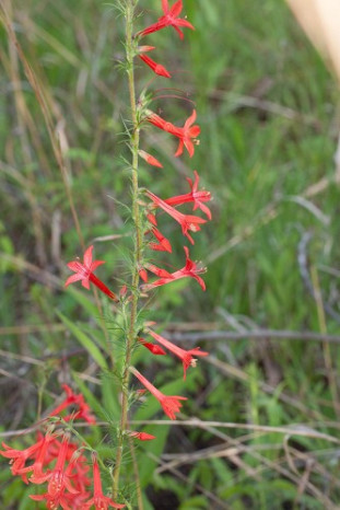 Standing Cypress, Scarlet Gilia - Ipomopsis rubra 3