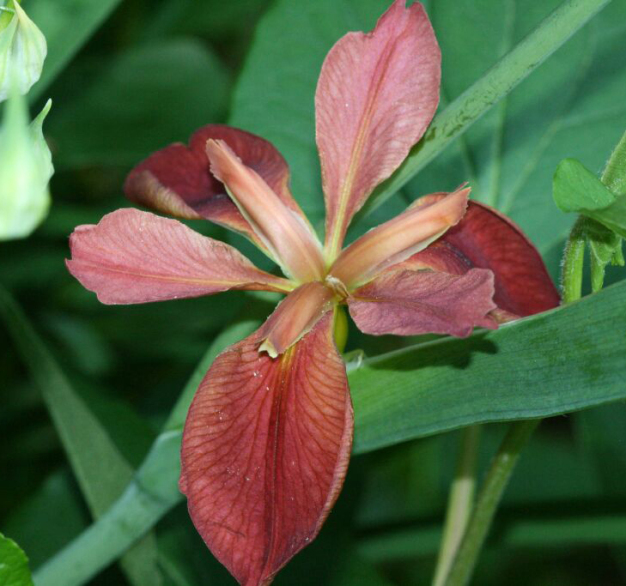Copper Iris, Red Iris - Iris fulva