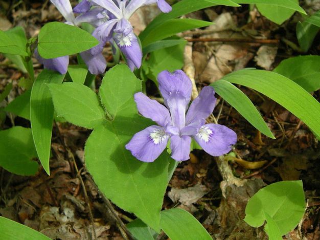 Crested Iris, Dwarf Crested Iris - Iris cristata