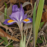 Dwarf Iris, Dwarf Violet Iris, Vernal Iris - Iris verna 2