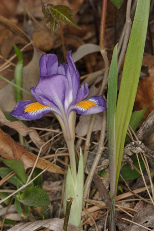 Dwarf Iris, Dwarf Violet Iris, Vernal Iris - Iris verna 2
