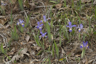 Dwarf Iris, Dwarf Violet Iris, Vernal Iris - Iris verna 1