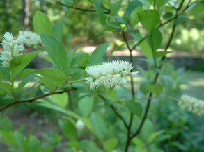 Virginia Sweetspire, Virginia Willow - Itea virginica 3