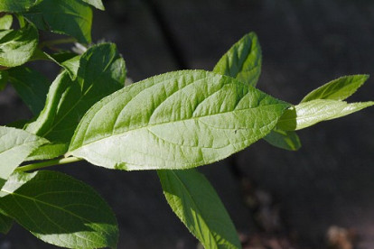 Virginia Sweetspire, Virginia Willow - Itea virginica 2