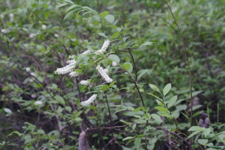 Virginia Sweetspire, Virginia Willow - Itea virginica 4