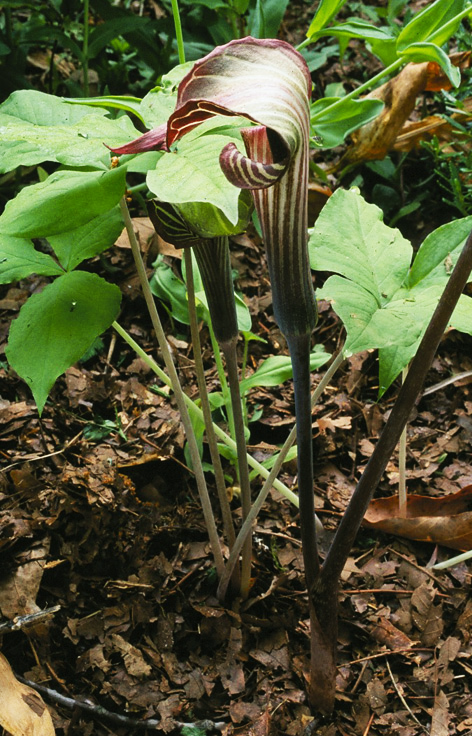 Jack-in-the-Pulpit - Arisaema triphyllum