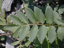 Jacob’s Ladder, Greek Valerian - Polemonium reptans 5