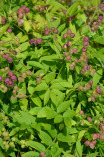 Jacob’s Ladder, Greek Valerian - Polemonium reptans 4