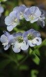 Jacob’s Ladder, Greek Valerian - Polemonium reptans 3