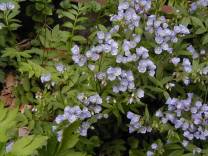 Jacob’s Ladder, Greek Valerian - Polemonium reptans 2