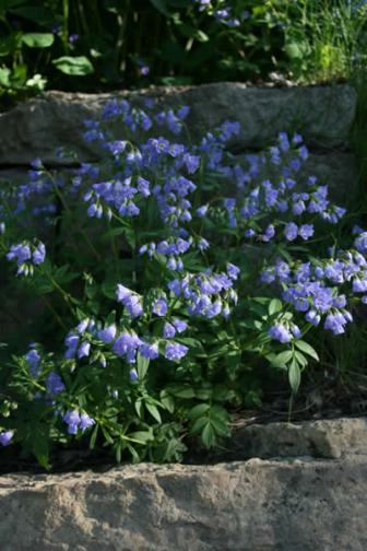 Jacob’s Ladder, Greek Valerian - Polemonium reptans