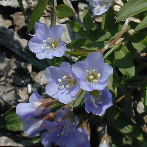 Jacob’s Ladder, Greek Valerian - Polemonium reptans 7