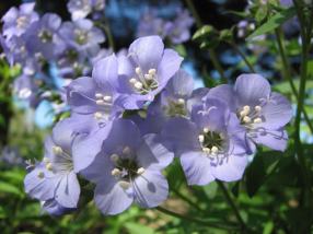 Jacob’s Ladder, Greek Valerian - Polemonium reptans 6