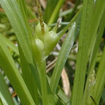James’s Sedge - Carex jamesii