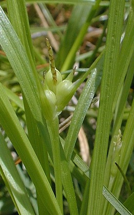 James’s Sedge - Carex jamesii