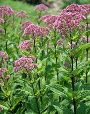 Joe-Pye-Weed, Trumpet Weed - Eutrochium fistulosum (Eupatorium fistulosum) 1