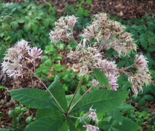 Joe-Pye-Weed, Trumpet Weed - Eutrochium fistulosum (Eupatorium fistulosum)