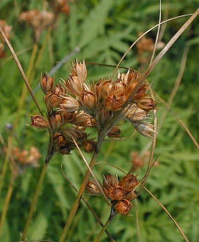 Dudley’s Rush - Juncus dudleyi