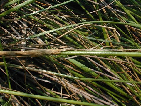 Dudley’s Rush - Juncus dudleyi