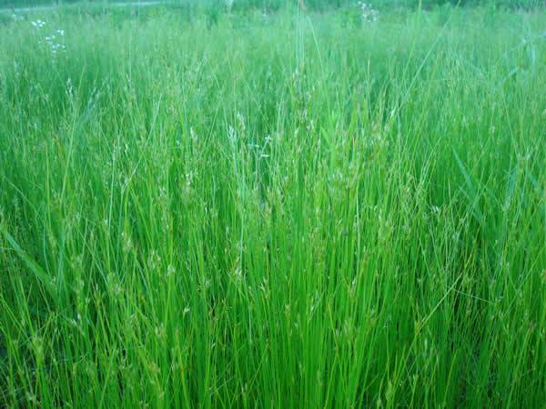 Inland Rush, Interior Rush - Juncus interior 2