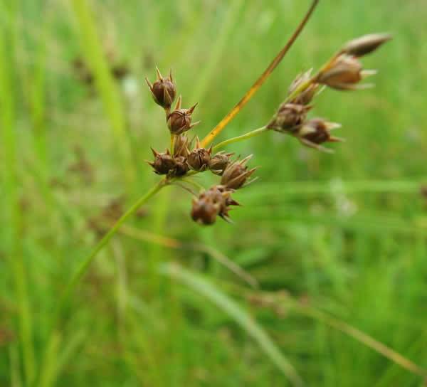 Inland Rush, Interior Rush - Juncus interior