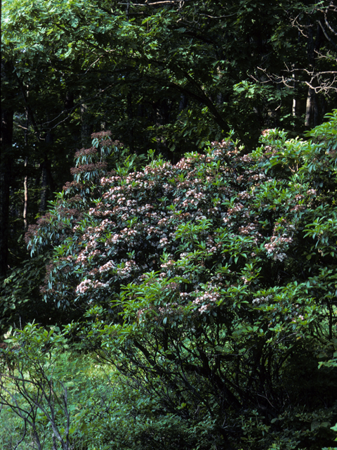 Mountain Laurel - Kalmia latifolia