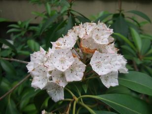 Mountain Laurel - Kalmia latifolia 2