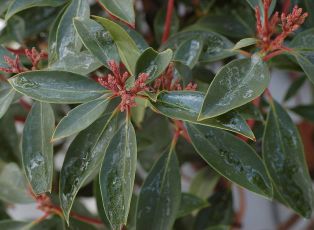 Mountain Laurel - Kalmia latifolia 3