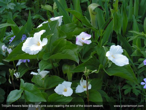 Large-flowered Trillium, Great Trillium, White Trillium - Trillium grandiflorum 4