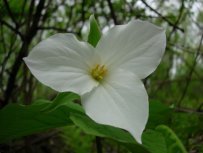Large-flowered Trillium, Great Trillium, White Trillium - Trillium grandiflorum 3