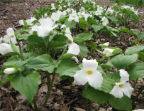 Large-flowered Trillium, Great Trillium, White Trillium - Trillium grandiflorum 2