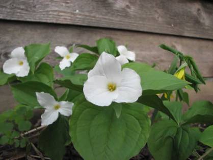 Large-flowered Trillium, Great Trillium, White Trillium - Trillium grandiflorum