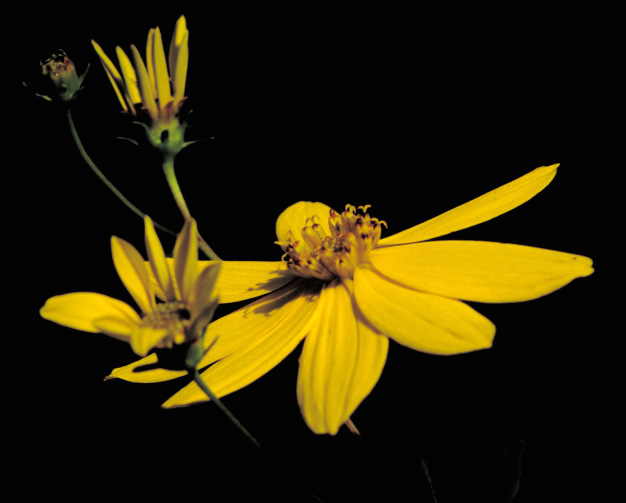 Large Tickseed - Coreopsis major