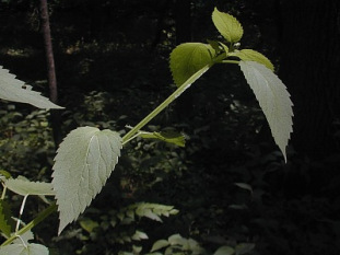 Late Figwort, Carpenter’s Square - Scrophularia marilandica