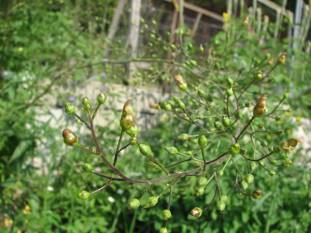 Late Figwort, Carpenter’s Square - Scrophularia marilandica 2