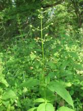 Late Figwort, Carpenter’s Square - Scrophularia marilandica 3